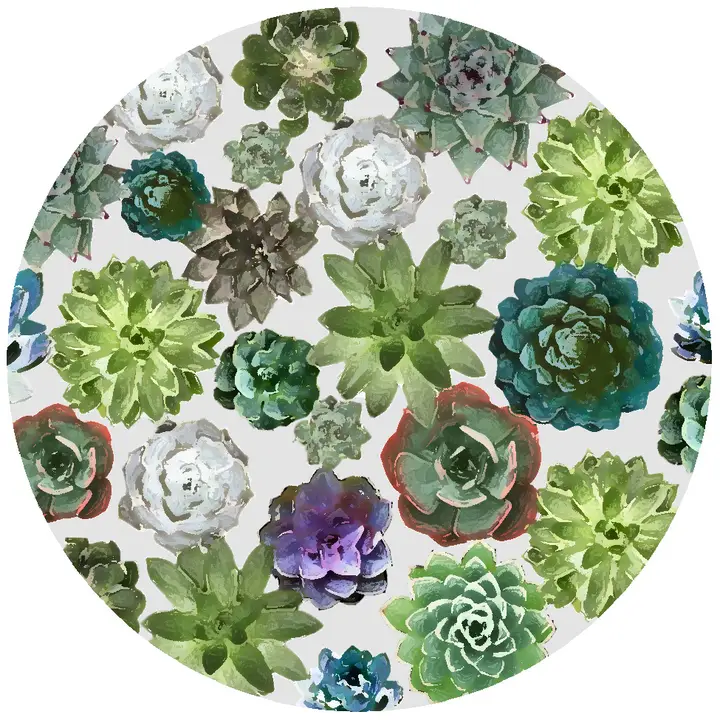 Succulant Jar Opener