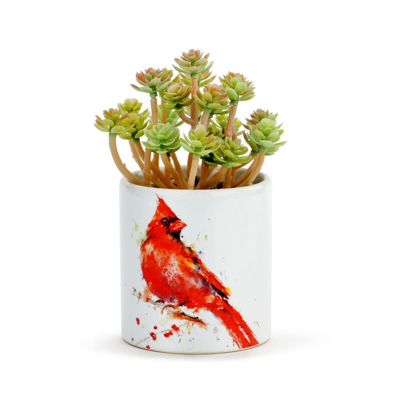 Cardinal Succelent