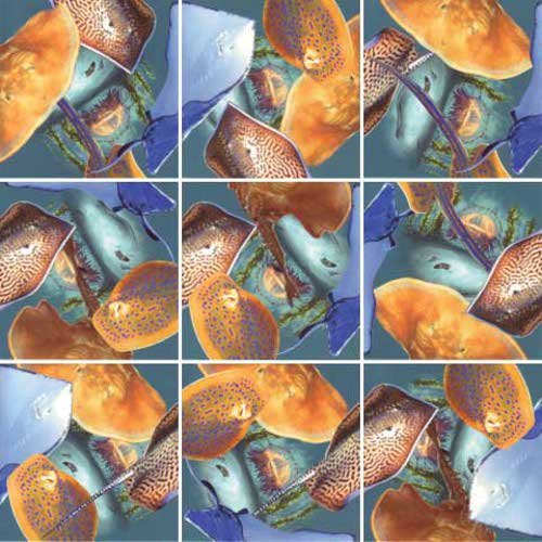 Stingray Puzzle