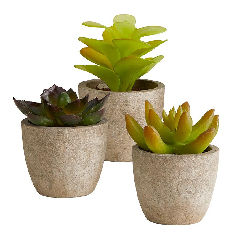 SUCCULENT IN POT - ASST