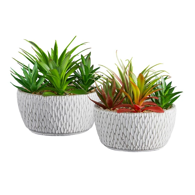 Succulents in Pot - Asst 5.5x6.5