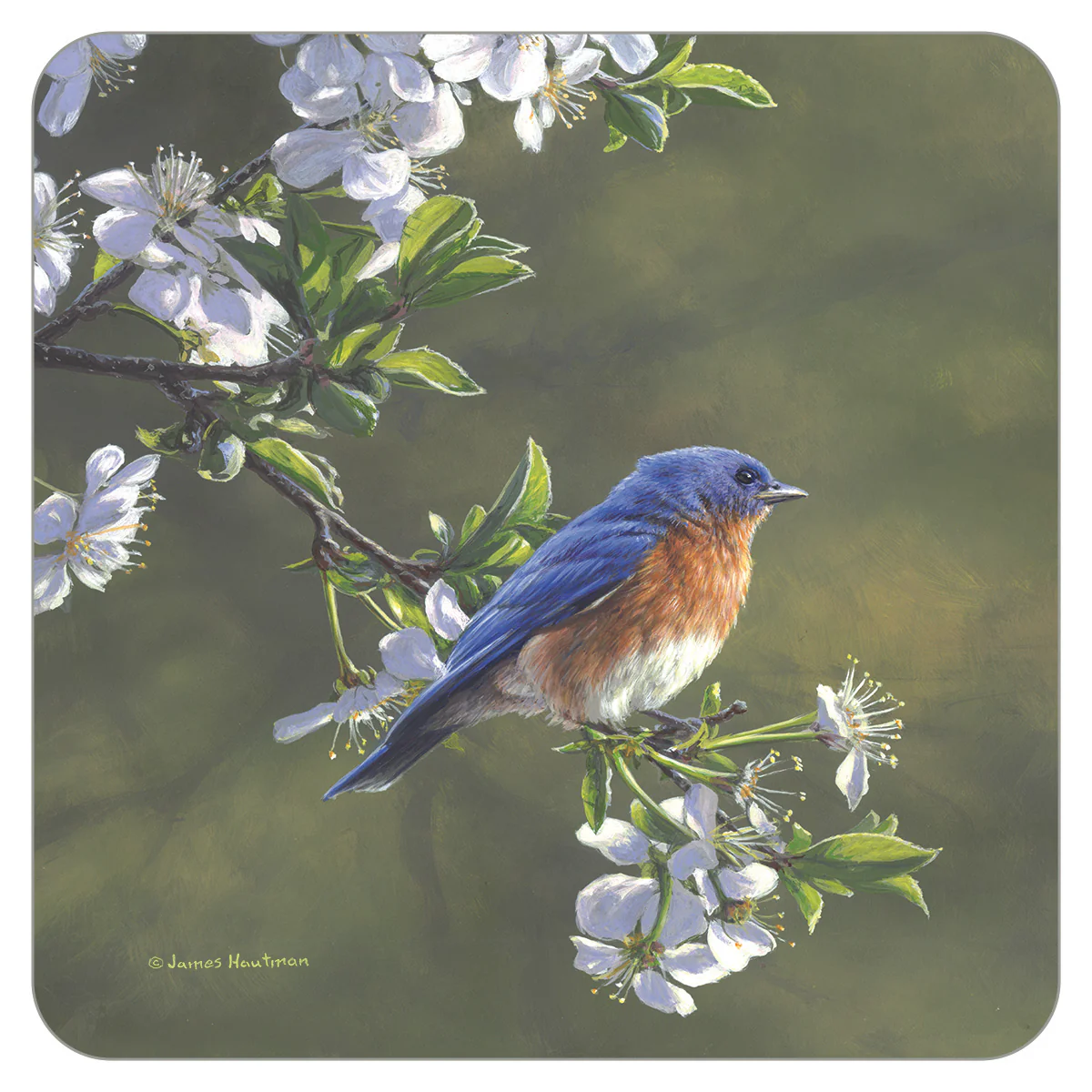 Bluebird in Pear Blossoms Coaster