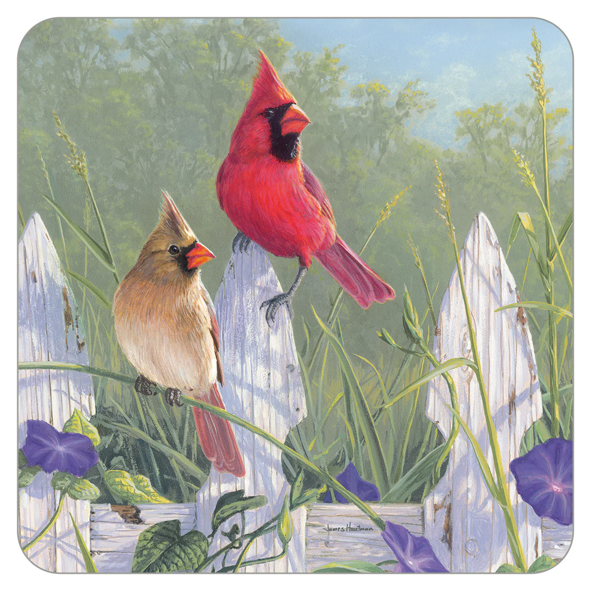 Cardinal Morning Glories Coaster