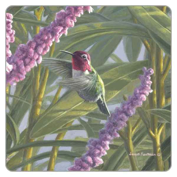 Anna's Hummingbird Coaster