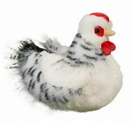 Salty Hen