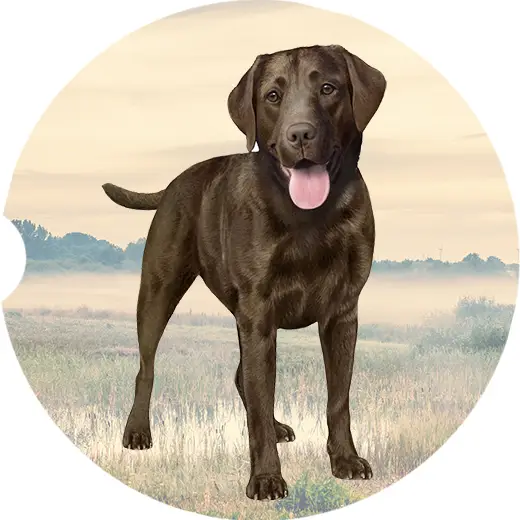 CHOCOLATE LAB CAR COASTER