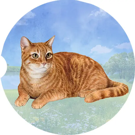 ORANGE TABBY CAT CAR COASTER