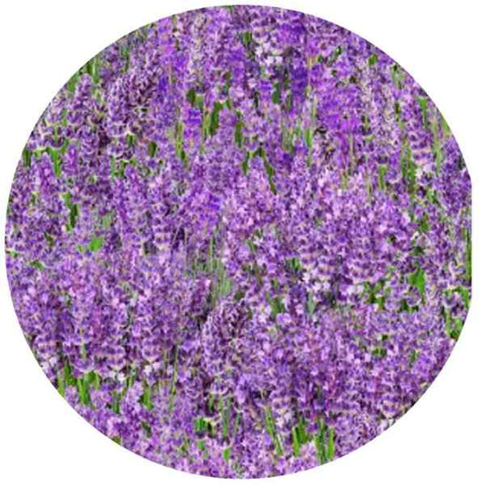 Lavender Jar Opener