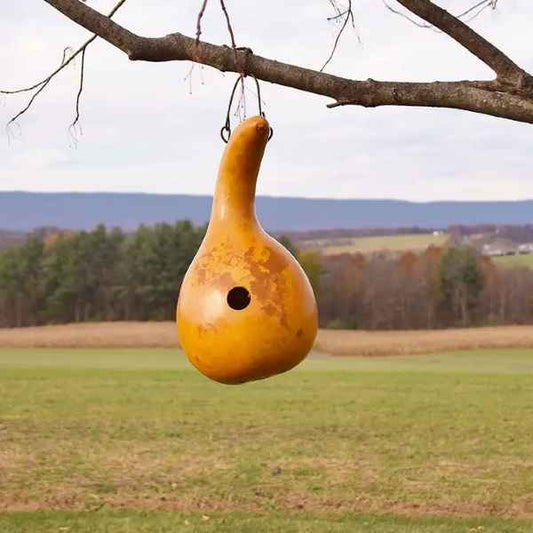 Lemon Wren Bird House Gourd