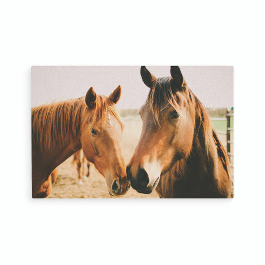 Horses Postcard