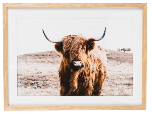 HIGHLAND COW WALL DECOR