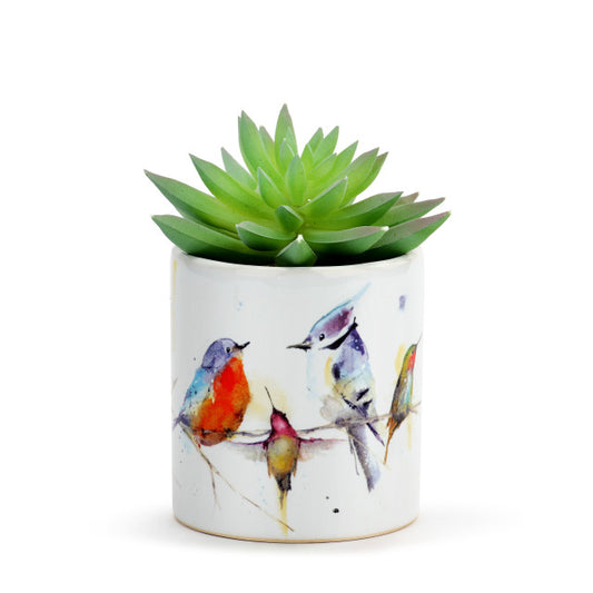 Little Birds Succulent