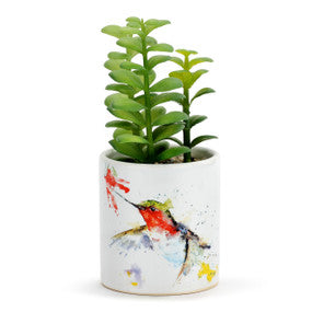 Hummer Succulent