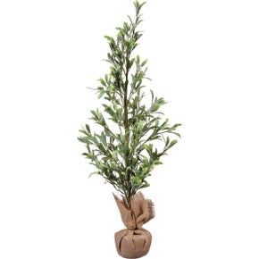 Large Mistletoe Tree