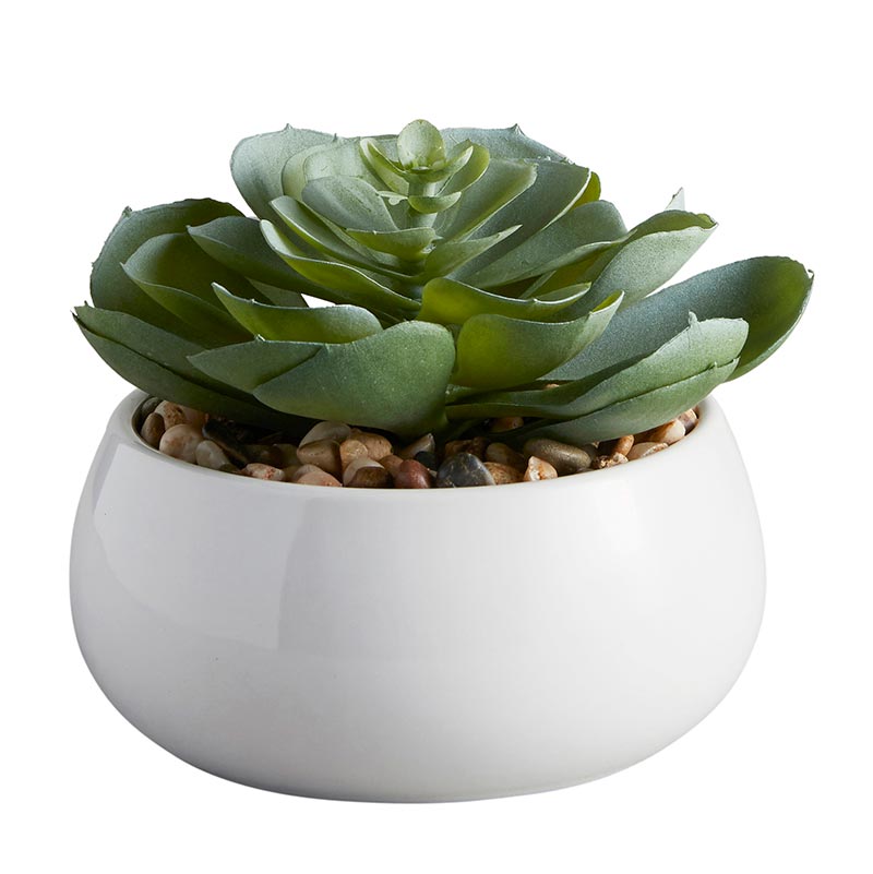 Elegans Succulent in White Pot