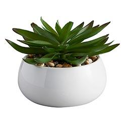 CRASSULA Succulent in White Pot