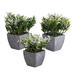PLANT IN POT - ASST