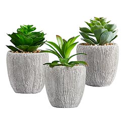 SUCCULENT IN SMALL POT