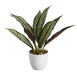 Jungle Velvet Plant in Pot